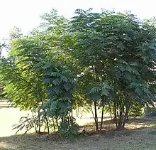 Aralia spinosa