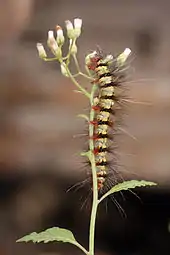 A flowering shoot with a hairy caterpillar climbing up.