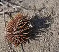 Unidentified Xanthium