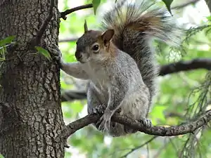 Tree squirrel