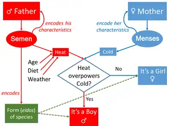 Image 29Aristotle's model of transmission of movements from parents to child, and of form from the father. The model is not fully symmetric. (from History of genetics)