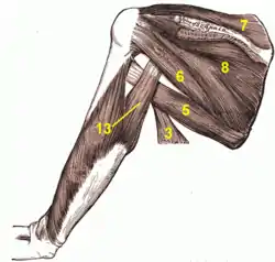 Muscles on the dorsum of the scapula, infraspinatus is labelled 8 (posterior view).