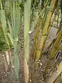 Caña de castilla(Arundo donax)