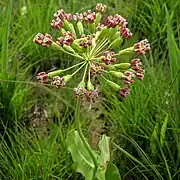 In flower at Nachusa Grasslands in Illinois