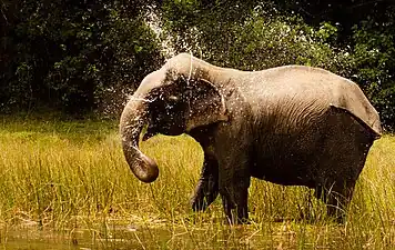 Sri Lankan elephant