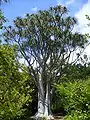 Aloes are not woody trees despite their massive size.