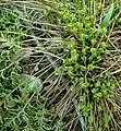 Fiddleheads emerging in spring