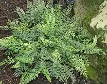 Mauku ('hen and chicken fern').