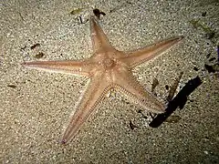 Astropecten irregularis