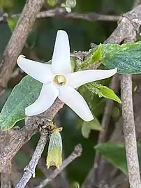 Growing in Wollongong Botanic Gardens, Sept 2020