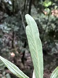 Underside of leaf