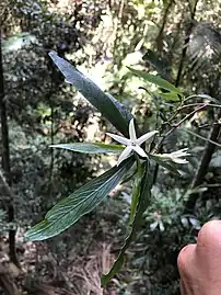 Flowers and leaves, northern NSW, Sept 2021