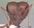 Head view  of a soldier ant of  Atta mexicana