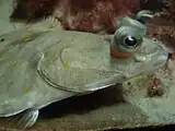 The European plaice is a flatfish with raised eyes, so when it buries itself in sand for camouflage it can still see.