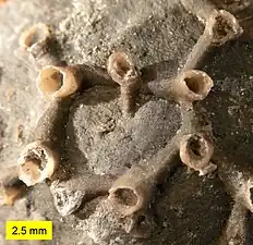 Aulopora from the Silica Formation of Ohio.