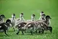 Ducklings in Kings Park, Western Australia