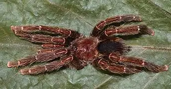 Avicularia caei male