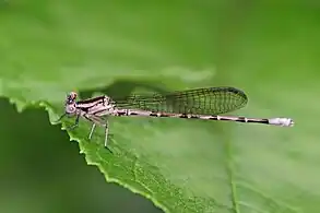 Azure dancerA. fissa female