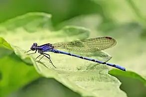 Azure dancerA. fissa male