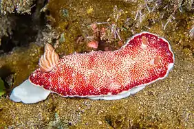 Goniobranchus reticulatus