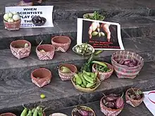 A photograph showing a variety of brinjal cultivars