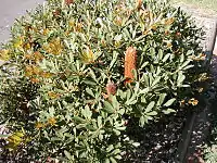 orange flower spikes in foliage