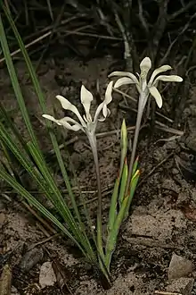 Babiana tubiflora