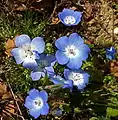 Baby blue-eyes, central SLO County, CA