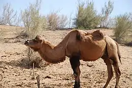 Bactrian Camels in the Kyzyl Kum Desert