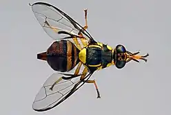 Adult