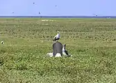 Masked booby on gravestone