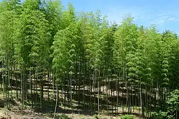 Bamboo forest in Guangde, China