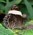 At Cameron Highlands, Malaysia