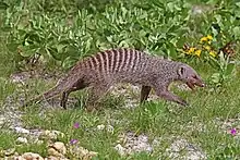 Mongoose (Herpestidae)