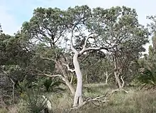 A large tree with a wavy curved pale grey trunk in a dry scrubland type landscape