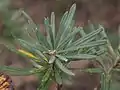 Banksia neoanglica leaves