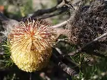 A yellow flowerhead next to an old grey cone