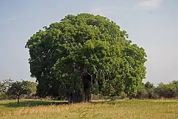 In full leaf at Bagamoyo, Tanzania