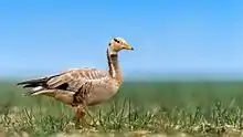 Bar-headed goose