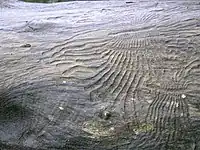 Bark beetle gallery engraving the sapwood