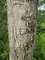 Bark close-up