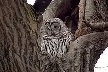 an owl in a tree