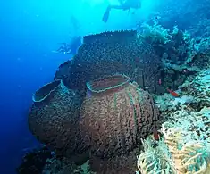 Barrel sponge