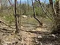 A Vizsla standing near the Little Barton Creek confluence