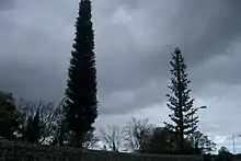 Two GSM mobile phone base station towers disguised as trees in Dublin, Ireland.