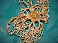 Basket star taken from the Atlantic Ocean