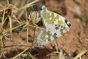 P. d. laenas mating, Jordan