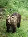 Brown bear