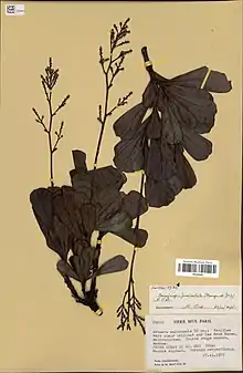 Dried specimen of Beaupreopsis