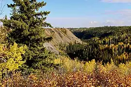 Fall colours in Saddle Hills County